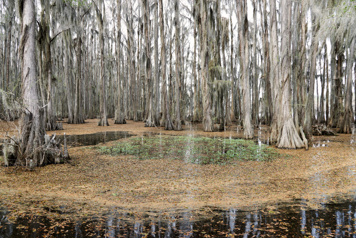 Caddo Lake 040614-0460
