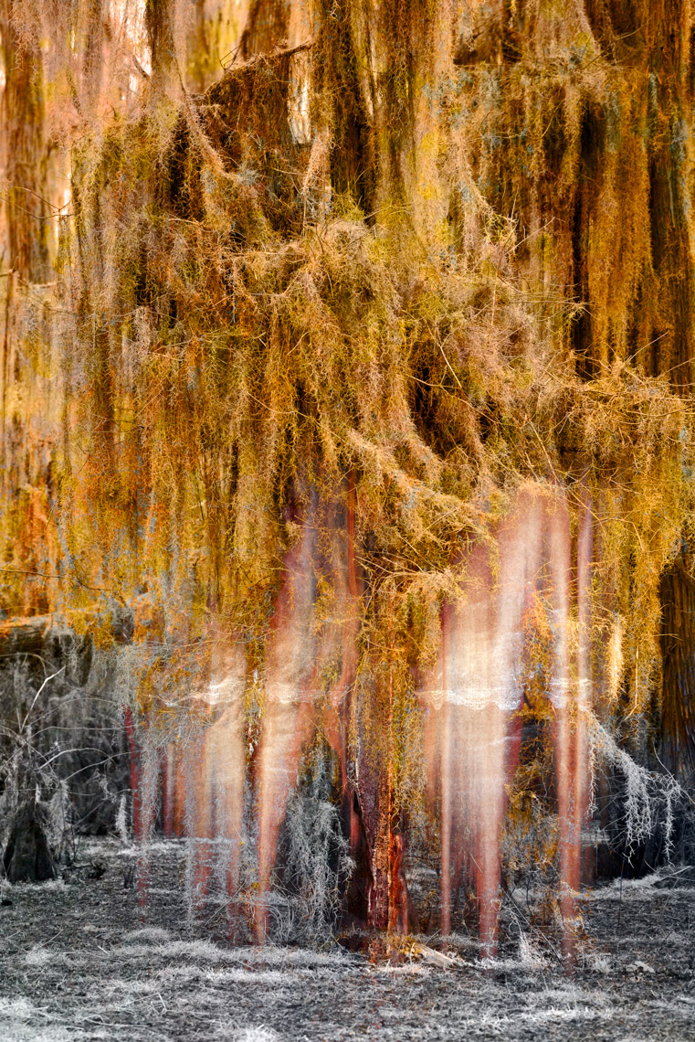 Composite3 Caddo Lake 032913-1989fl